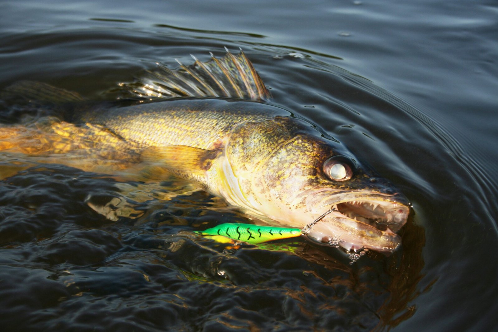 A "keeper walleye" comes to the net
